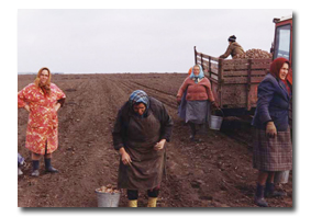 Mehrere ltere Frauen auf dem Feld arbeitend
